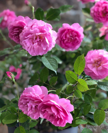Rose【Raphael |ラファエル】 -OwnRoot Live Plant|Israfel| 河本 純子| Heat Resistant| 拉斐尔天使| Easy to Grow| つるバラ| Long flowering period| Strong Disease Resistance