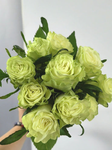 Rare Rose【Jutta |小乔】-1.5 Gal OwnRoot|Netherlands Cutting Rose| Extended vase life| Less Thorns| Ruffle Lace| Excellent Resistance| Easy-Grow