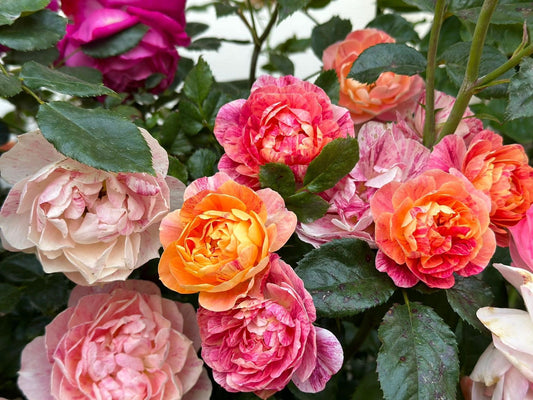 Rose【Juice Splash Rose】 - 果汁飛沫のバラ|1.5 Gal OwnRoot| 果汁飞溅 | Rainbow Flower| Each one being unique| Stripes| Less Thorns| Sun Tolerant|