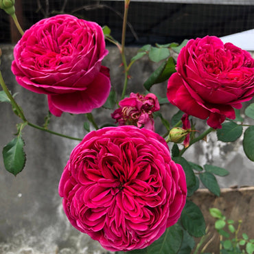 Yves Rose【Cantina| カンティーナ】-OwnRoot LivePlant|伊芙酒窖| Intense Fragrance| 木立バラ| Perfume Rose| Easy to Grow| Long flowering period| Heat Resistant| 安富フラワー