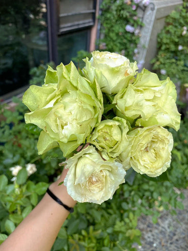 Rare Rose【Green Planet |緑の惑星 】SPEbegro |1.5 Gal Own Root| 绿行星| Jan Spek Nurseries| Rain-Resistant| Wavy| Niche |
