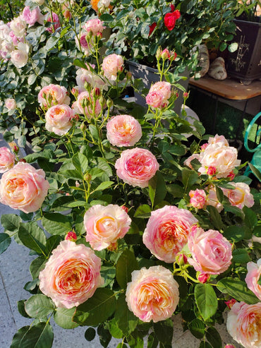 Rose【Monet モネ】DELmovi- OwnRoot| Rosa rayada| Florecer repetidamente | Fuerte resistencia a las enfermedades | Resistente al calor| Floración larga 莫奈