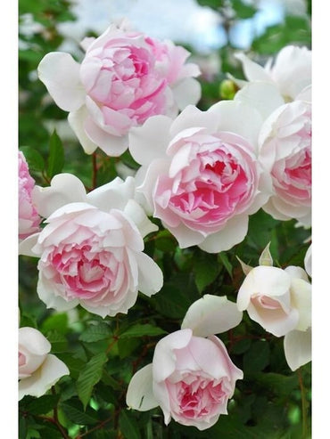 Rosa【Shalimar |シャリマー】-1.5 Gal Raíz propia Raíz desnuda|Raro 木村卓功 |Flor con volantes| 夏莉玛|| Resistente al calor| Resistente a la lluvia| Excelente Resistencia|