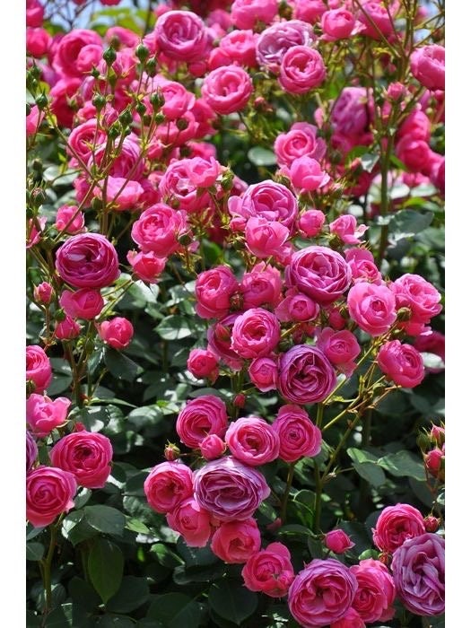 Climbing Rosa“Pomponella” - Rare 1.5 Gal OwnRoot Bare Root|Heat Resistance|Excellent Resistance| 艾拉绒球| Bubblegum Color| つるバラ| Easy to Grow