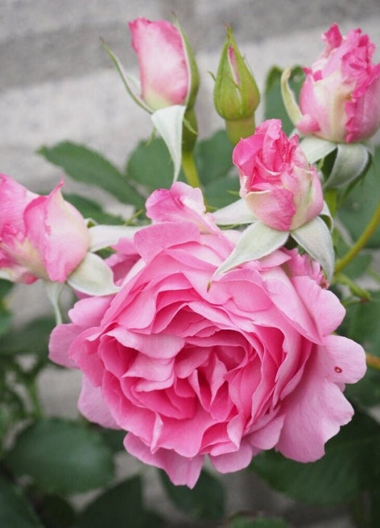 Rose【Pink of Princess| ピンクオブプリンセス】-1.5 Gal OwnRoot Live Plant| 河本オリジナル| 粉红公主 Less Thorns| Wavy Bloom