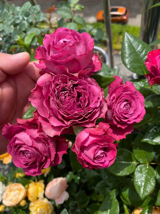 Rose【Precious Moments】- 1.5 Gal+ OwnRoot Bare Root|珍贵时刻| Heat Resistant| Extended vase life| Easy to Grow| Excellent Resistance|Scalloped