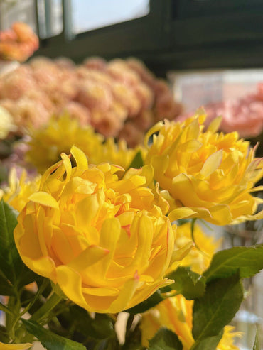 Rare Rose【Fireworks Ruffles | 花火の波】-1.5 Gal OwnRoot| Chrysanthemum Bloom| 烟花波浪| 木立バラ| Heat Resistant| Easy to Grow| Serrated petals| Wavy