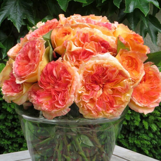 Rose【Henri | アンリ・デルバール】1.5Gal Crepuscule d"été| Award-winning| Fragrance|橘子酱 |夏日黄昏| Flawless| Extended vase life| Inspired by Henri Delbard