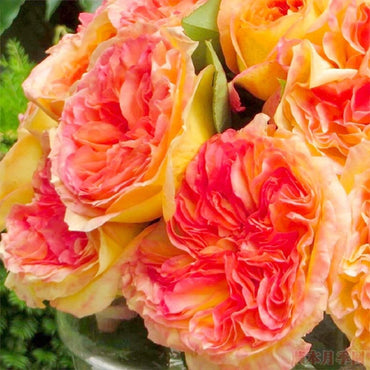 Rose【Henri | アンリ・デルバール】1.5Gal Crepuscule d"été| Award-winning| Fragrance|橘子酱 |夏日黄昏| Flawless| Extended vase life| Inspired by Henri Delbard