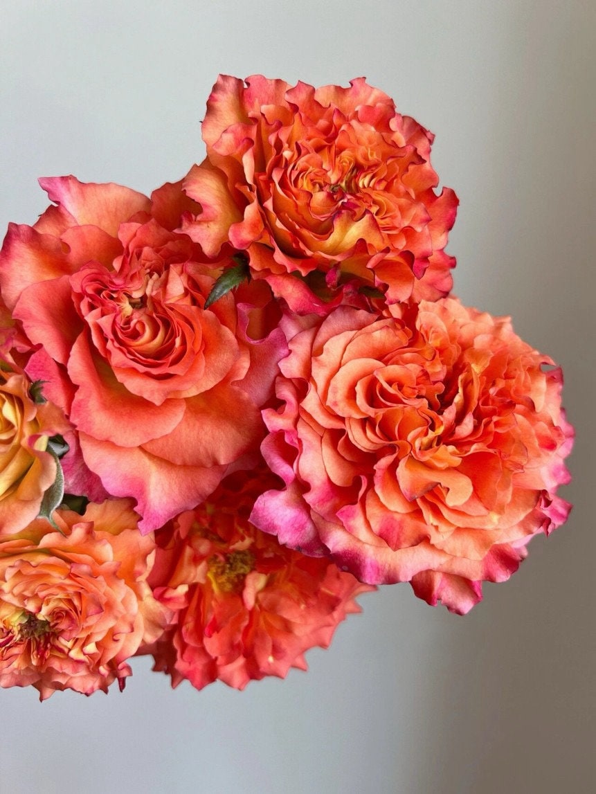 Rose【Free Spirit| 自由な精霊】-2 Gal Own Root Live Plant|Redolent| Popular Florists Rose| 自由精灵| 火灵鸟| Trendy variety| Vivid Color|Long flowering