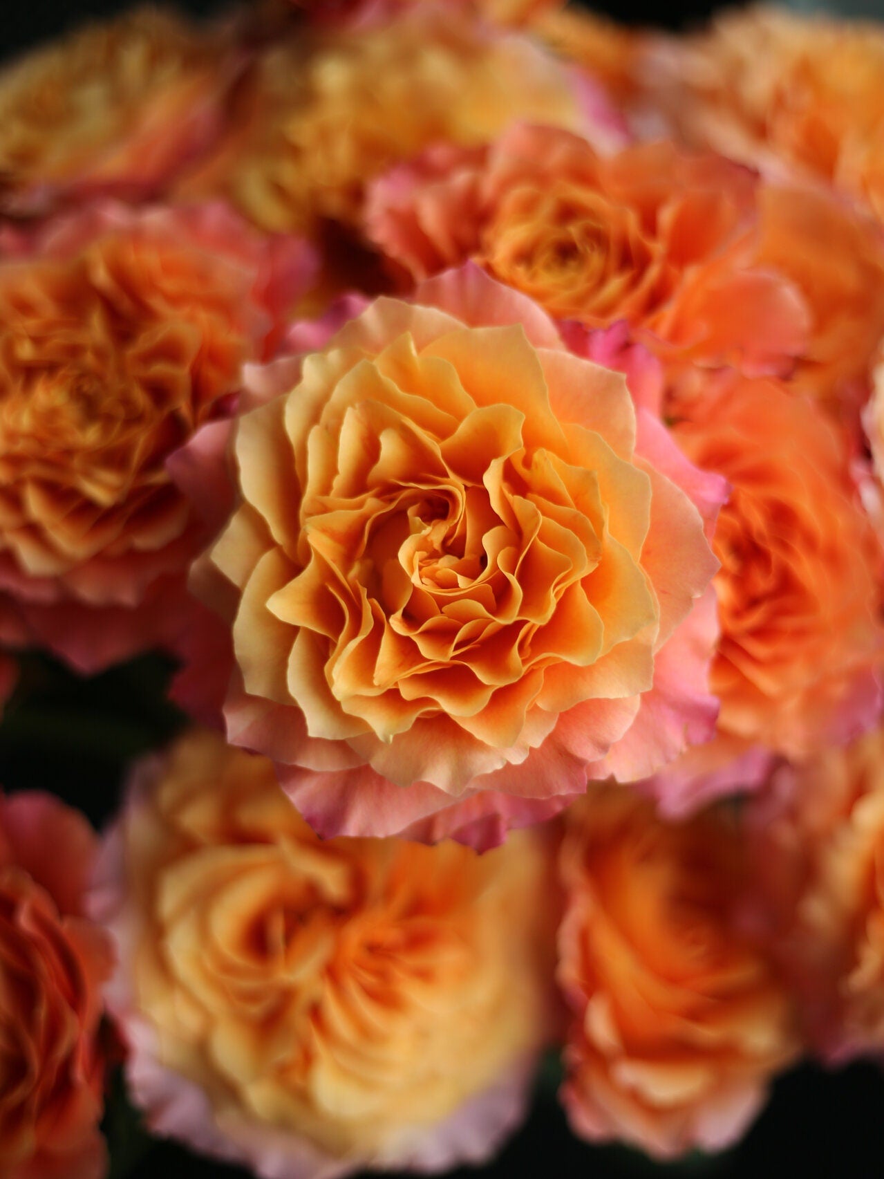 Rose【Free Spirit| 自由な精霊】-2 Gal Own Root Live Plant|Redolent| Popular Florists Rose| 自由精灵| 火灵鸟| Trendy variety| Vivid Color|Long flowering