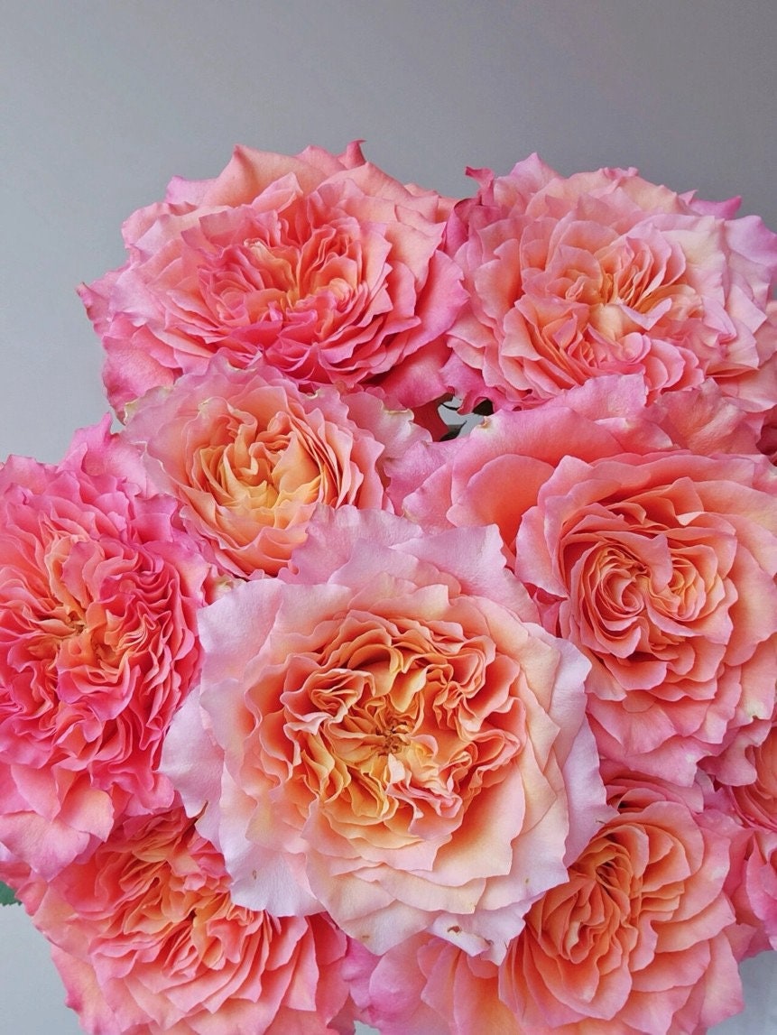Rose【Free Spirit| 自由な精霊】-2 Gal Own Root Live Plant|Redolent| Popular Florists Rose| 自由精灵| 火灵鸟| Trendy variety| Vivid Color|Long flowering