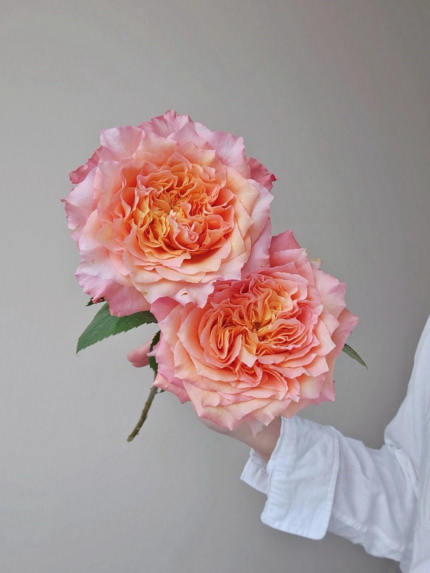 Rose【Free Spirit| 自由な精霊】-2 Gal Own Root Live Plant|Redolent| Popular Florists Rose| 自由精灵| 火灵鸟| Trendy variety| Vivid Color|Long flowering