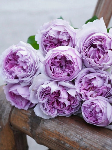 Rose【Lilas|リラ】- 1.5Gal +OwnRoot LivePlant| Perfect Rare Japanese Rosa 丽拉| Takunori Kimura木村卓功 New Varieties 2021| Heat Resistant| Intense Fragrance