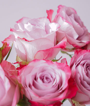 Rare Rose【Glamorous+】 New Variety|1Gal+ OwnRoot| 气场| Good Disease Resistance| Bloom Repeatedly| Strong Upright Flowers| Aquariu