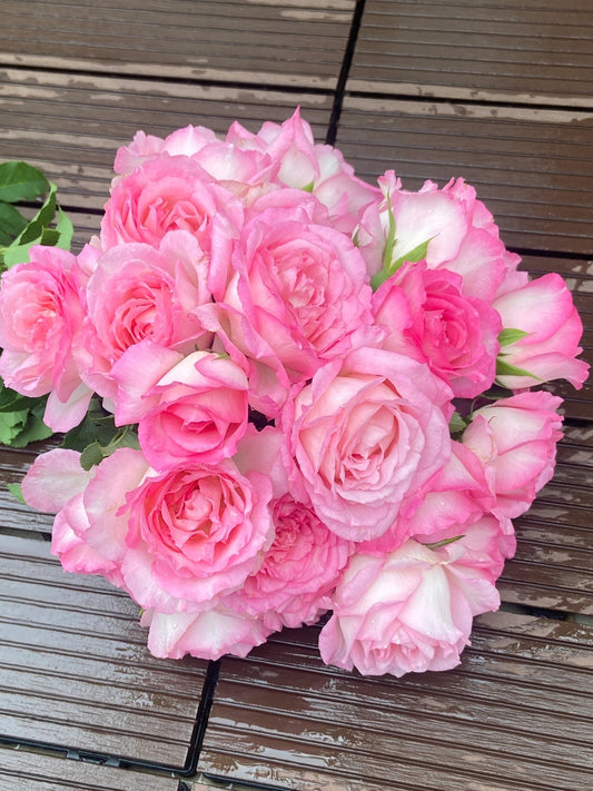 Rosa 【Rien Rosa | リアン・ローズ| 絆 】-1.5 Gal OwnRoot LivePlant| Sumiko Kawamoto| 河本绊| Fragancia intensa| Menos espinas| Floribunda Rosa| Encaje Volantes