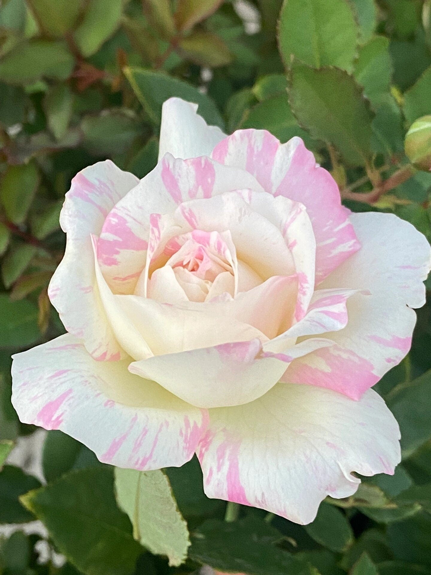 Striped Rose【Mille-feuille|ミルフィーユ】-3 Gal+ OwnRoot Bare Root|法式千层酥| Junko Kawamoto| Exquisite| Easy to Grow | Variegated Color|