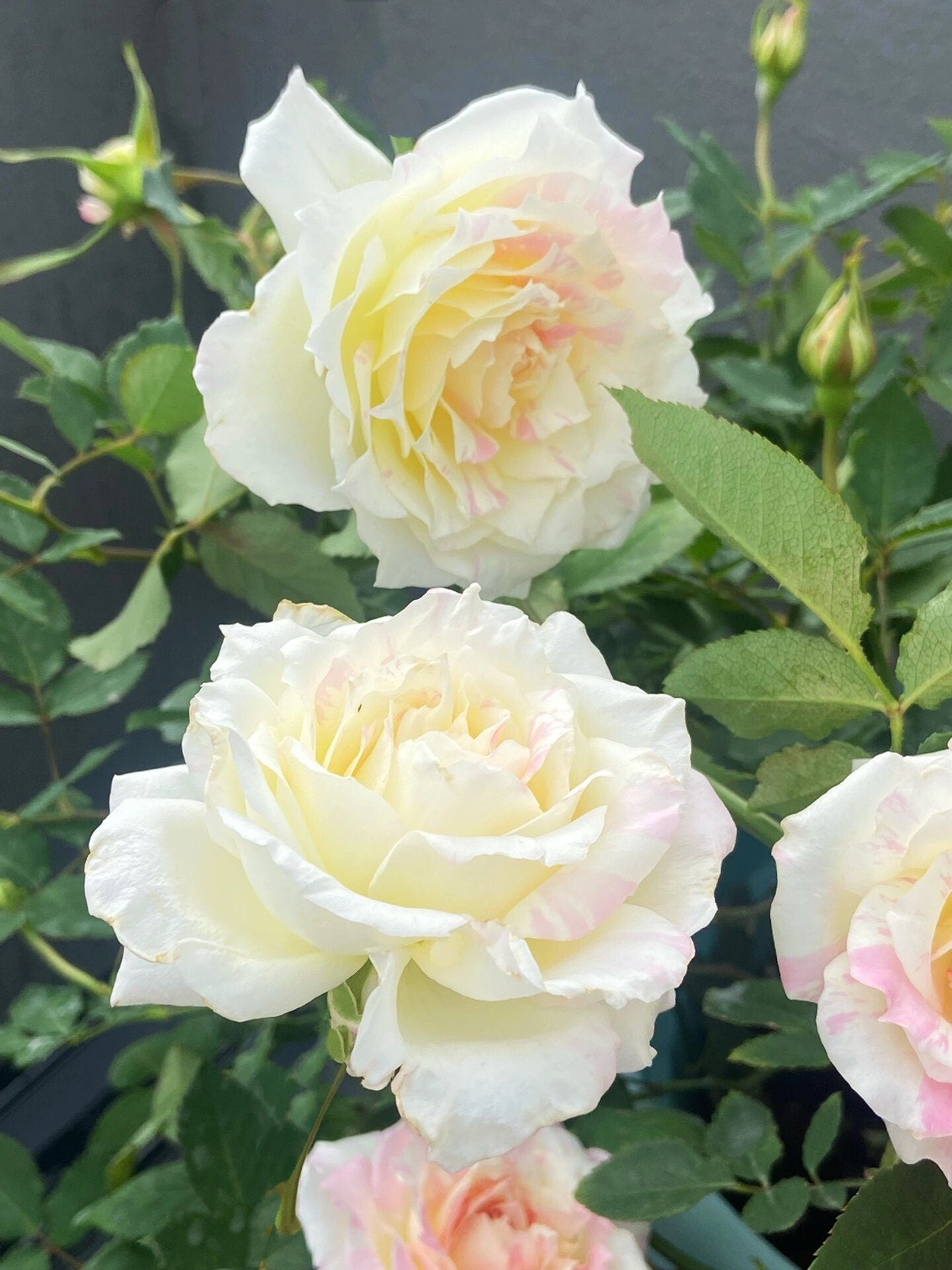 Striped Rose【Mille-feuille|ミルフィーユ】-3 Gal+ OwnRoot Bare Root|法式千层酥| Junko Kawamoto| Exquisite| Easy to Grow | Variegated Color|