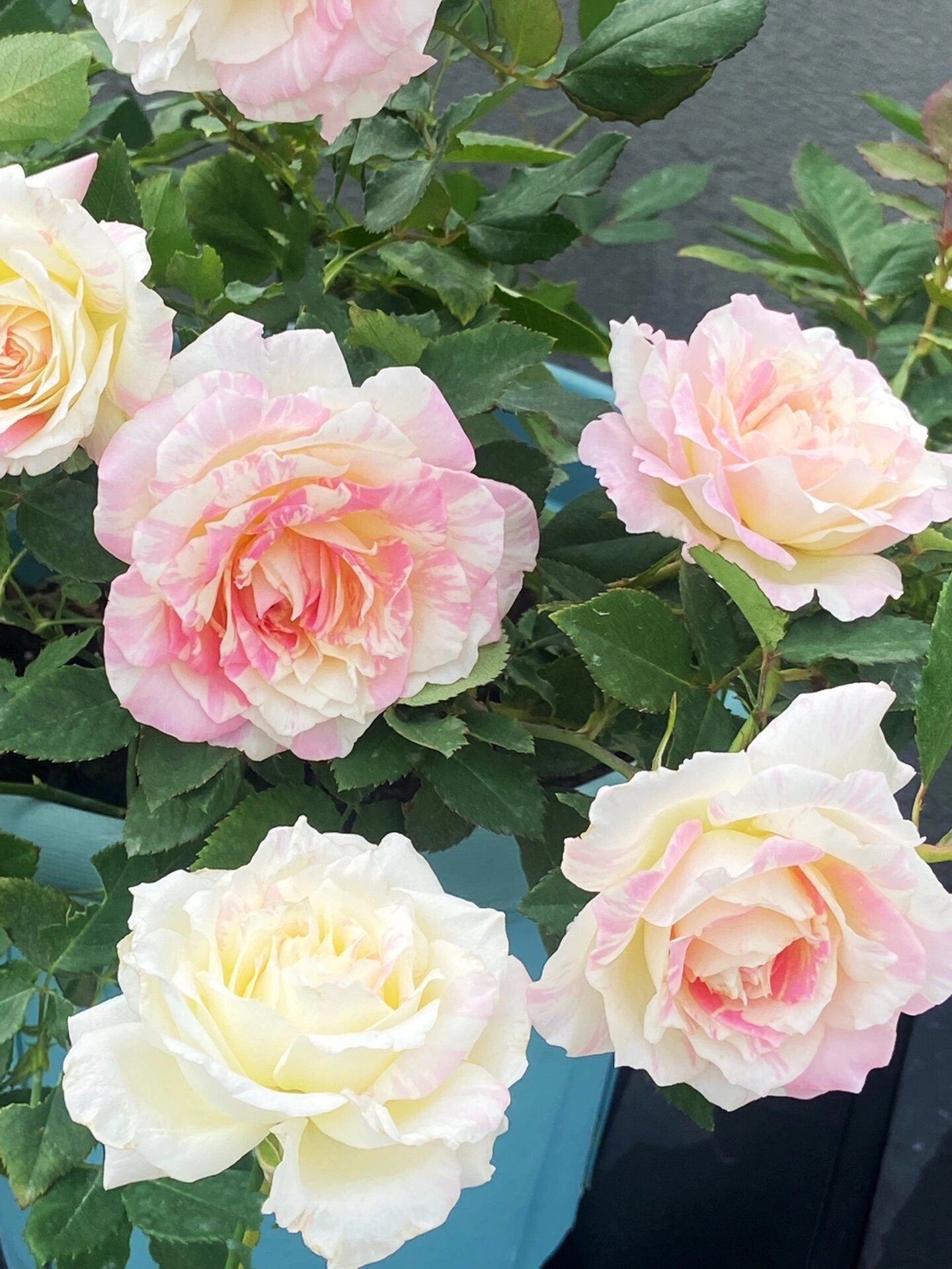 Striped Rose【Mille-feuille|ミルフィーユ】-3 Gal+ OwnRoot Bare Root|法式千层酥| Junko Kawamoto| Exquisite| Easy to Grow | Variegated Color|