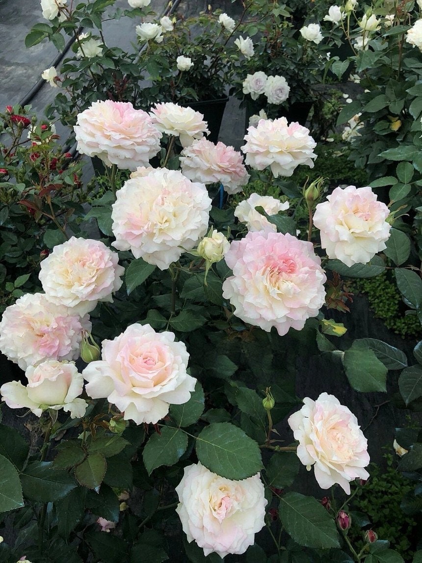 Striped Rose【Mille-feuille|ミルフィーユ】-3 Gal+ OwnRoot Bare Root|法式千层酥| Junko Kawamoto| Exquisite| Easy to Grow | Variegated Color|