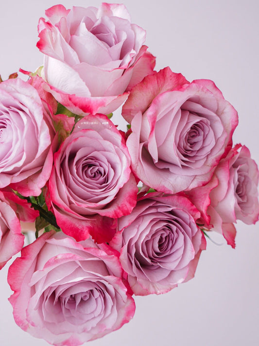 Rare Rose【Glamorous+】 New Variety|1Gal+ OwnRoot| 气场| Good Disease Resistance| Bloom Repeatedly| Strong Upright Flowers| Aquariu