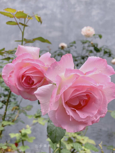 Rosa 【Rien Rosa | リアン・ローズ| 絆 】-1.5 Gal OwnRoot LivePlant| Sumiko Kawamoto| 河本绊| Fragancia intensa| Menos espinas| Floribunda Rosa| Encaje Volantes