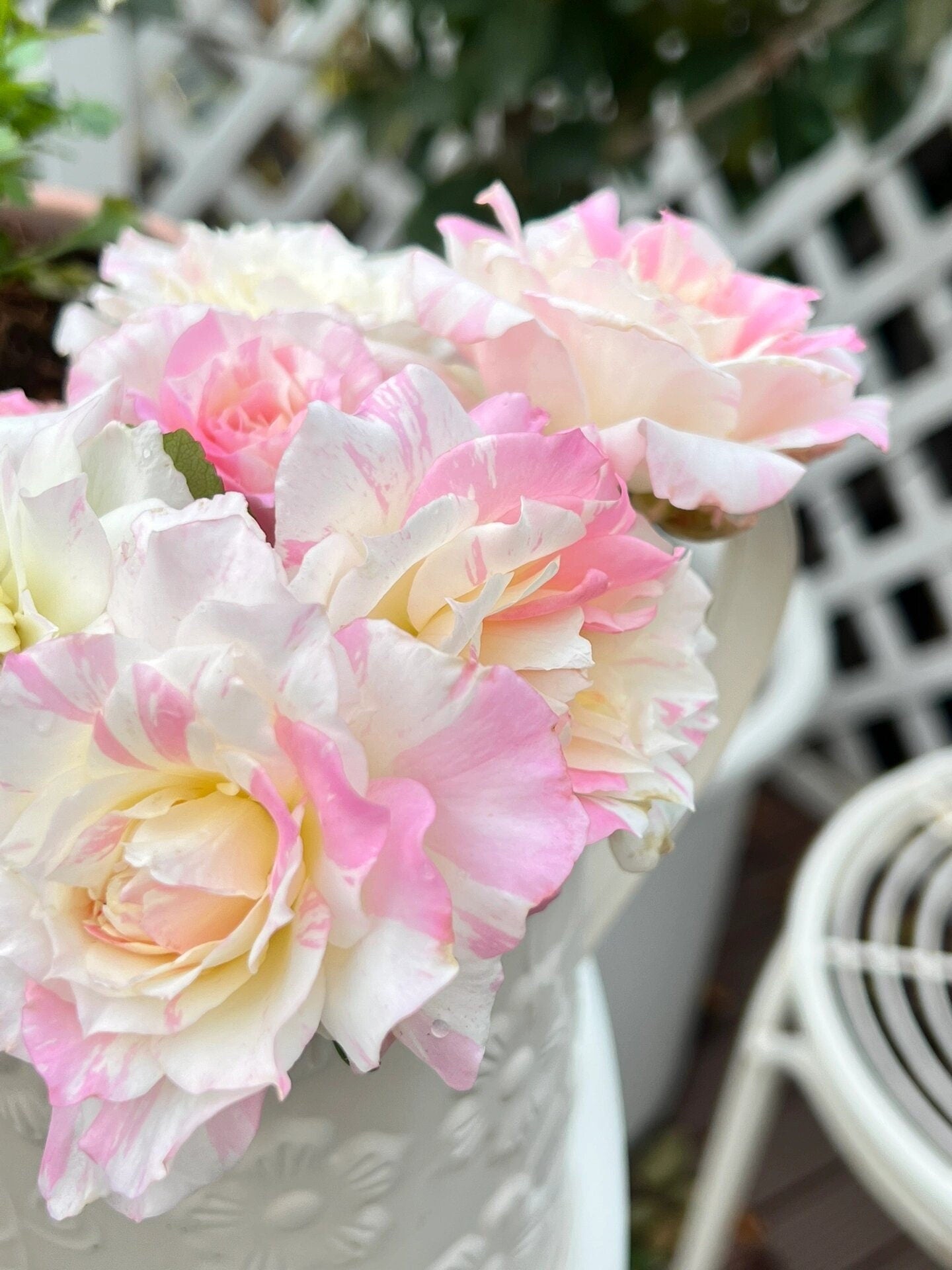Striped Rose【Mille-feuille|ミルフィーユ】-3 Gal+ OwnRoot Bare Root|法式千层酥| Junko Kawamoto| Exquisite| Easy to Grow | Variegated Color|