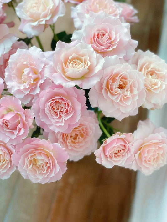 バラ【Chou Chou|シュシュ】 - 2 Gal OwnRoot LivePlant|川本澄子闪闪発行|とげが少なくなります|懐かしい|鮮やかな色|初心者向け|絶妙な