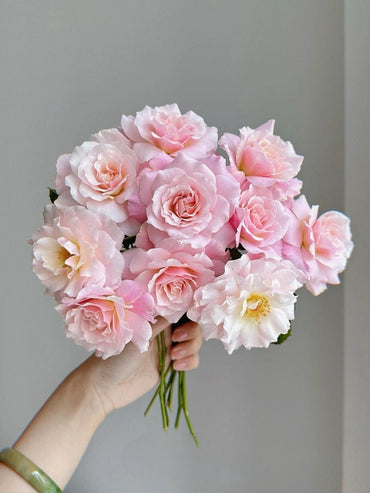 バラ【Chou Chou|シュシュ】 - 2 Gal OwnRoot LivePlant|川本澄子闪闪発行|とげが少なくなります|懐かしい|鮮やかな色|初心者向け|絶妙な