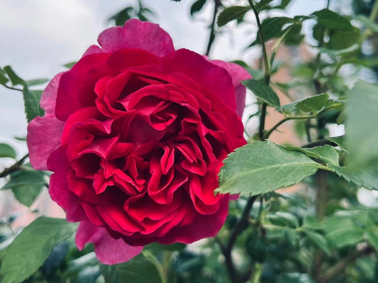 Rose【Praline rouge/プラリーヌルージュ】-1Gal OwnRoot LivePlant|胭脂口红/ 红色果仁糖