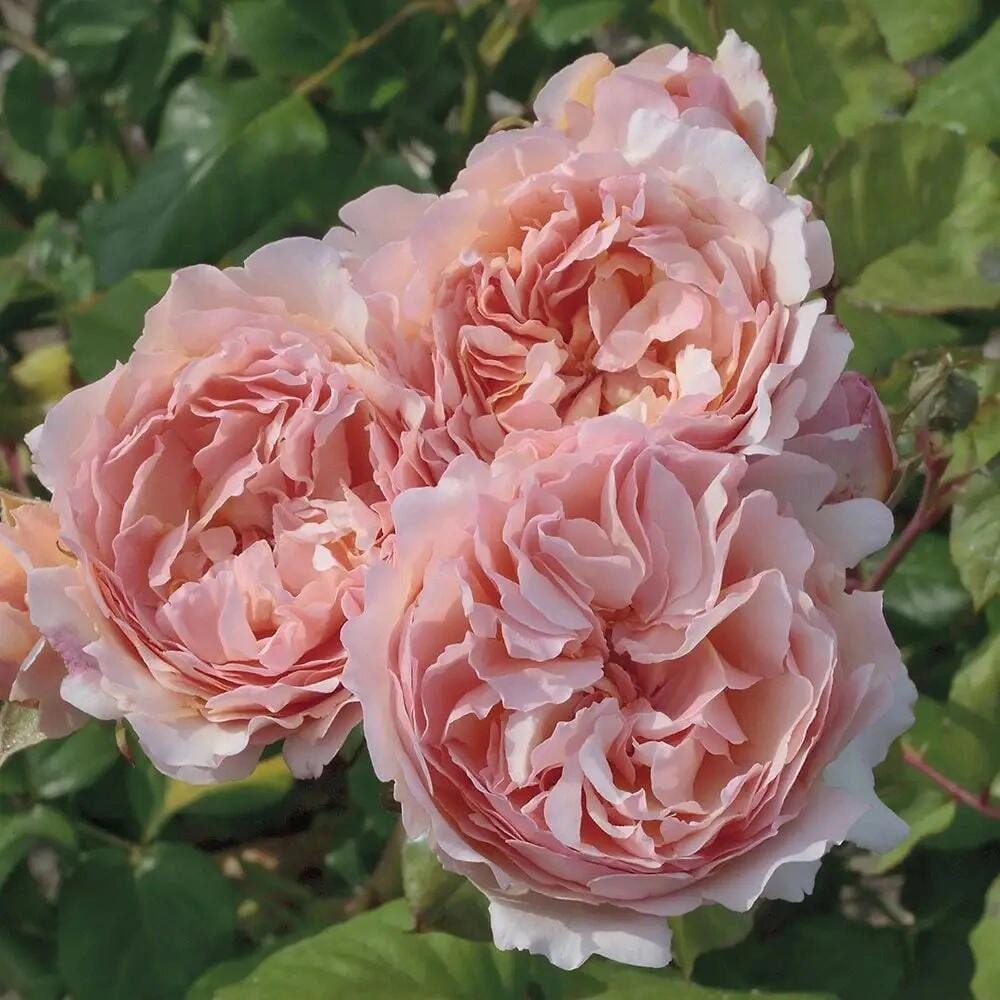 Rose【Princesse Charlène de Monaco|MEIdysouk】- 1 Gal OwnRoot LivePlant|Duftjuwel|HAIku Perfumella|Forster Rosentraum|摩纳哥王妃|夏琳王妃| Redolent|