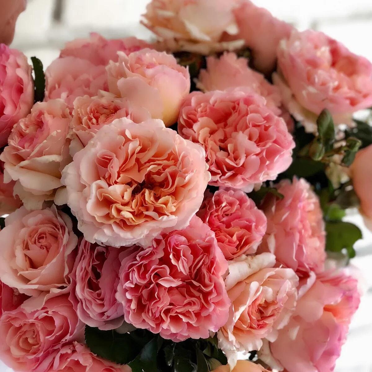Rose【Princesse Charlène de Monaco|MEIdysouk】- 1 Gal OwnRoot LivePlant|Duftjuwel|HAIku Perfumella|Forster Rosentraum|摩纳哥王妃|夏琳王妃| Redolent|