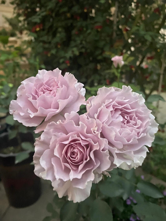 Rosa【(Nuevo) Libellula | リベルラ】- Nueva variedad|OwnRoot 1.5 Gal | Encaje con volantes | Especialmente| 新蜻蜓| 今井ナーセリー | 木立バラ| Sin espinas| Tolerante al sol|