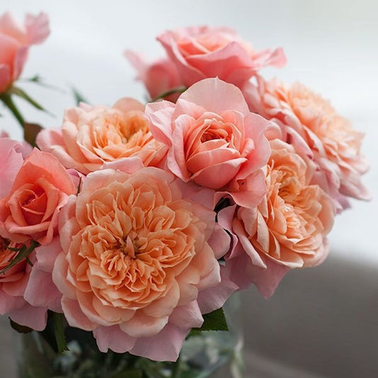 Rose【Mikoto|みこと】- 1.5 Gal OwnRoot BareRoot|Keiji Kunieda 2016|Miyabi sprout variant| 美琴| Less Thorns| Redolent|