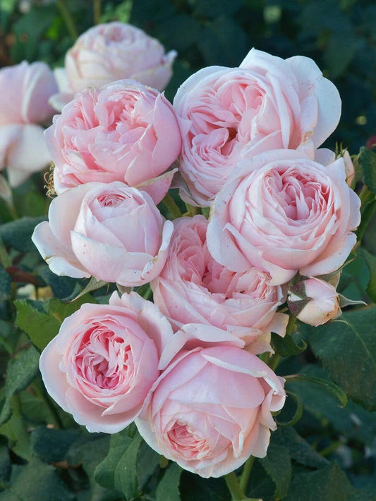 Rose【Nahéma】- OwnRoot LivePlant|娜荷马 / 娜希玛| Olor | Rosa Floribunda | Apto para principiantes| Delicado| Excelente Resistencia| De rápido crecimiento