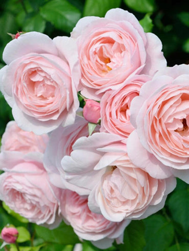 Rose【Nahéma】- OwnRoot LivePlant|娜荷马 / 娜希玛| Olor | Rosa Floribunda | Apto para principiantes| Delicado| Excelente Resistencia| De rápido crecimiento