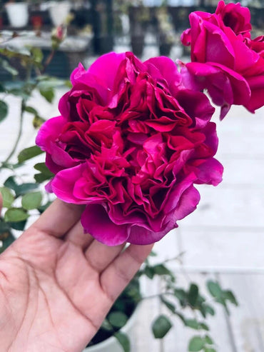 Rose【Praline rouge/プラリーヌルージュ】-1Gal OwnRoot LivePlant|胭脂口红/ 红色果仁糖