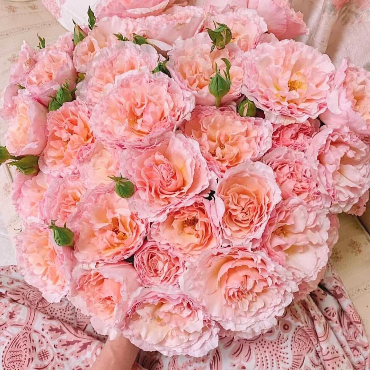 Rose【Princesse Charlène de Monaco|MEIdysouk】- 1 Gal OwnRoot LivePlant|Duftjuwel|HAIku Perfumella|Forster Rosentraum|摩纳哥王妃|夏琳王妃| Redolent|