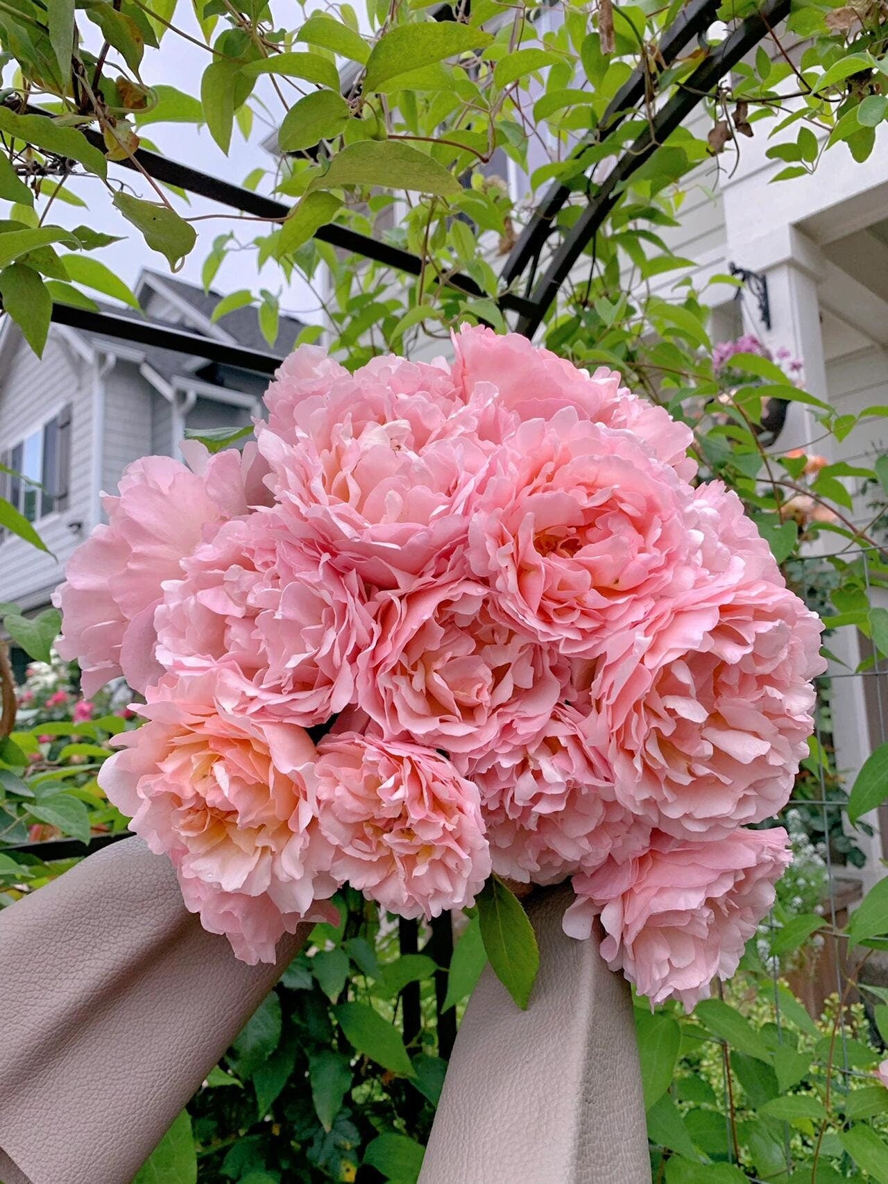Rose【Princesse Charlène de Monaco|MEIdysouk】- 1 Gal OwnRoot LivePlant|Duftjuwel|HAIku Perfumella|Forster Rosentraum|摩纳哥王妃|夏琳王妃| Redolent|