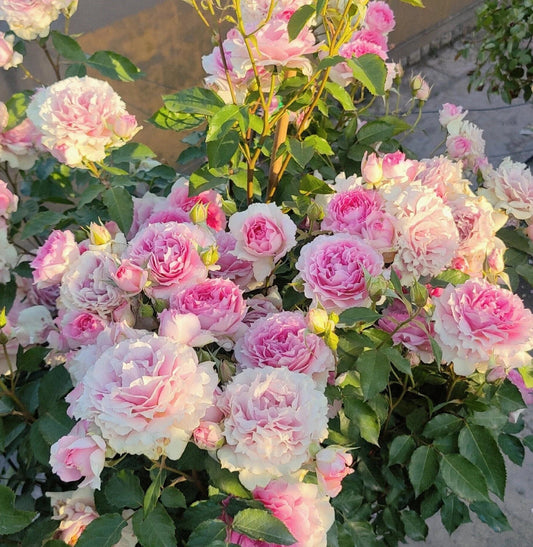 Rose【Doniazade】- 1.5Gal OwnRoot LivePlant| Takunori Kimura-New Varieties 托妮莎德|Pk Scheherazade| Peony Rosa| Redolent| 粉天方夜谭| Less Thorns