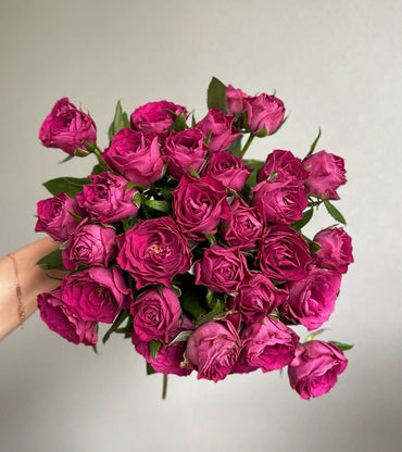 Rose【Precious Moments】- 1.5 Gal+ OwnRoot Bare Root|珍贵时刻| Heat Resistant| Extended vase life| Easy to Grow| Excellent Resistance|Scalloped