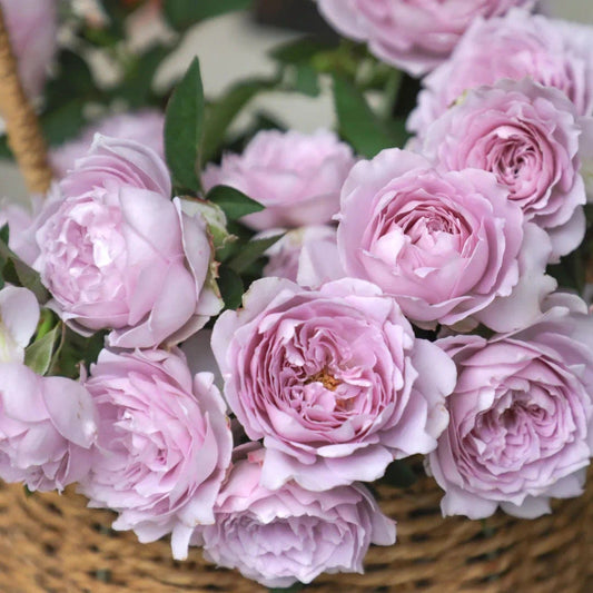 Rosa [Cielo Brumoso | 空蒙】 - OwnRoot | Resistente al calor | Fragancias de damasco y almizcle | Fuerte resistencia a enfermedades | Rosa exquisita | 空濛 | Menos espinas