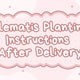 Clematis Planting Instructions After Delivery