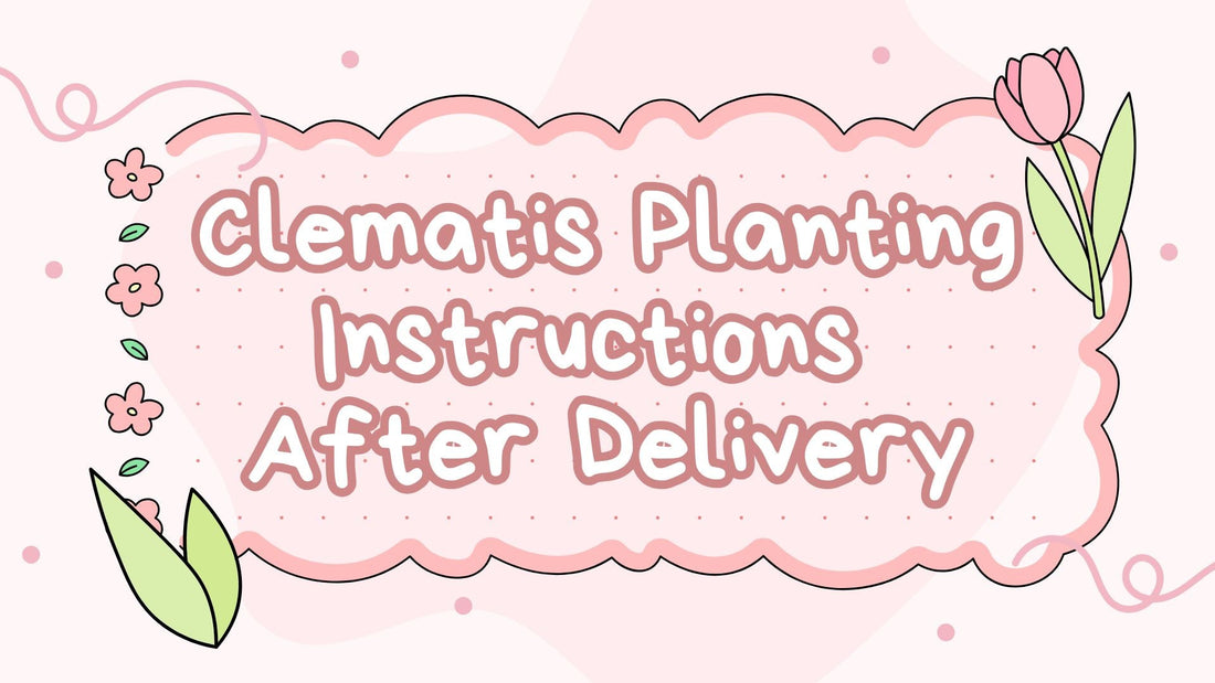 Clematis Planting Instructions After Delivery