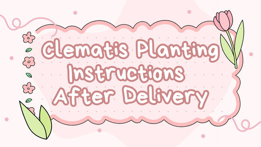 Clematis Planting Instructions After Delivery