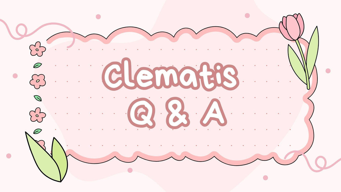 Clematis Q&A