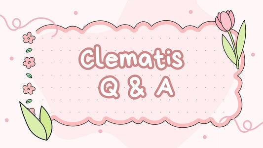 Clematis Q&A