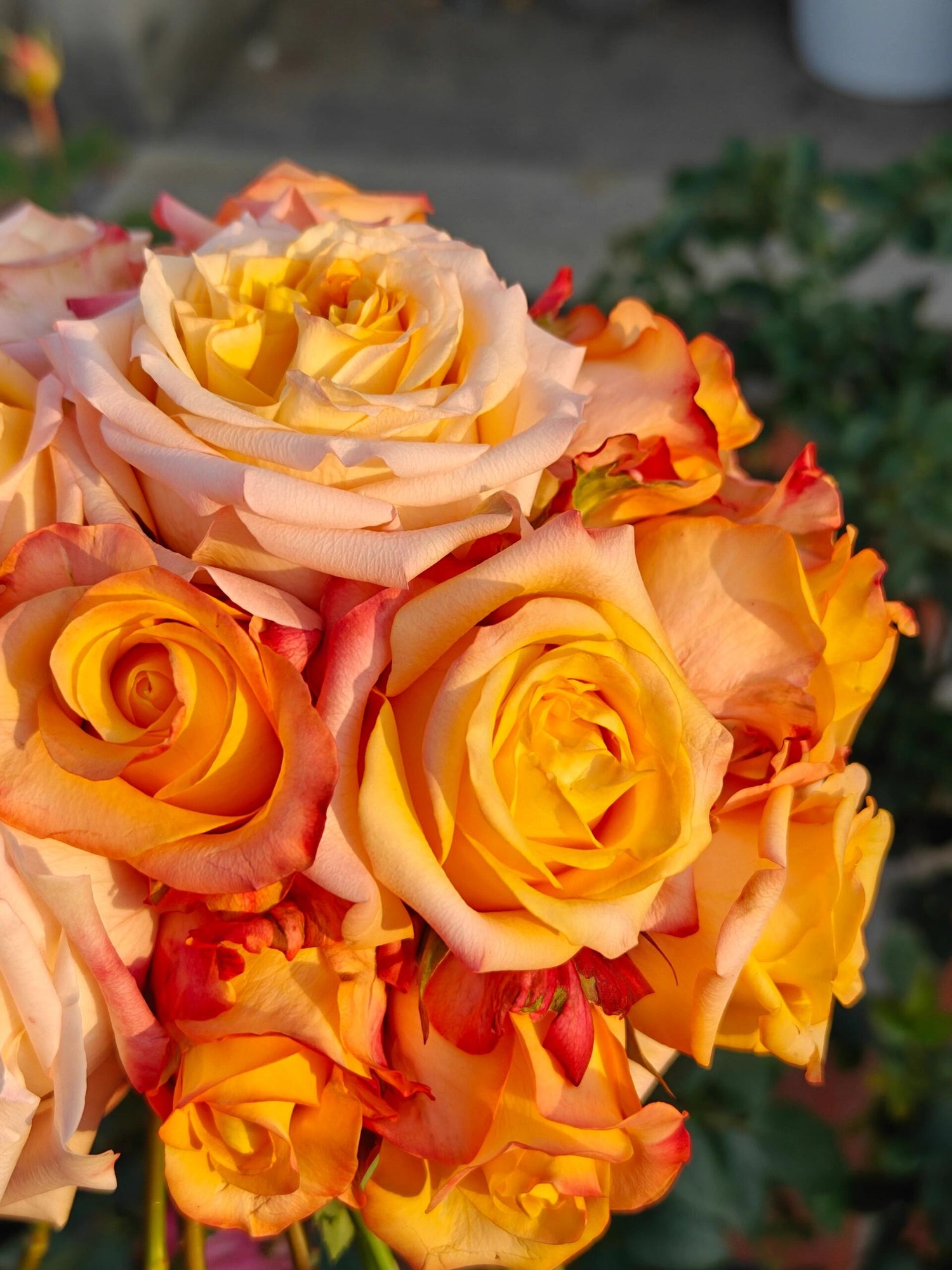 Apricot & Orange Rosa