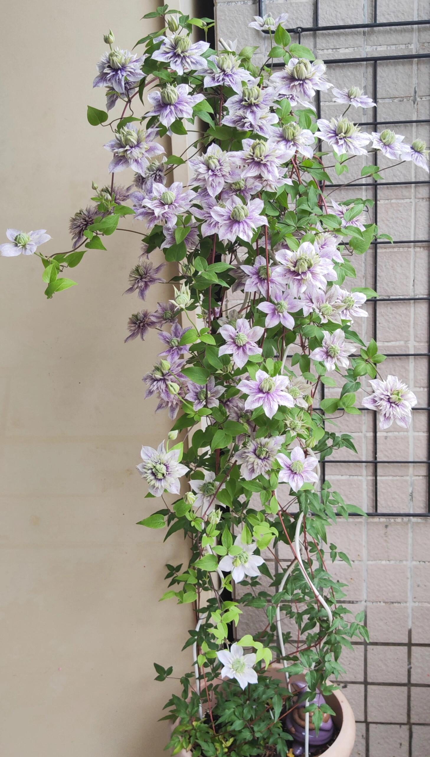 Clematis ｜クレマチス