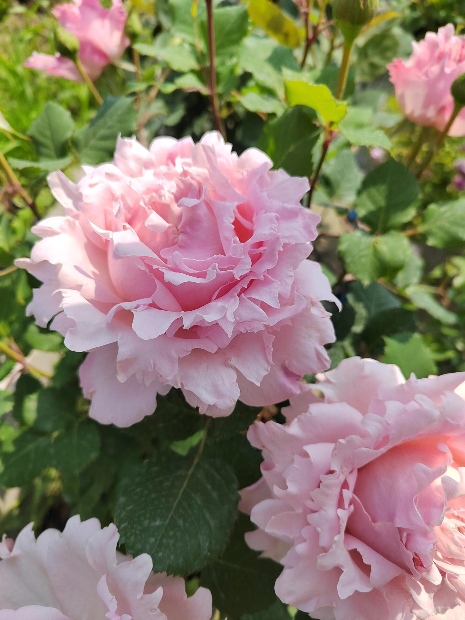 Strong Fragrance Rose